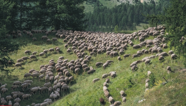 Exposition - De la plaine à la montagne, suivons les bergers_Annot